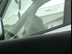 بلوند, پستان شبکه ما ...