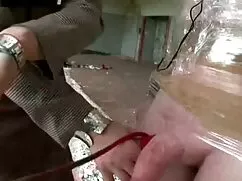 جوجه نوجوان نوار بره ...